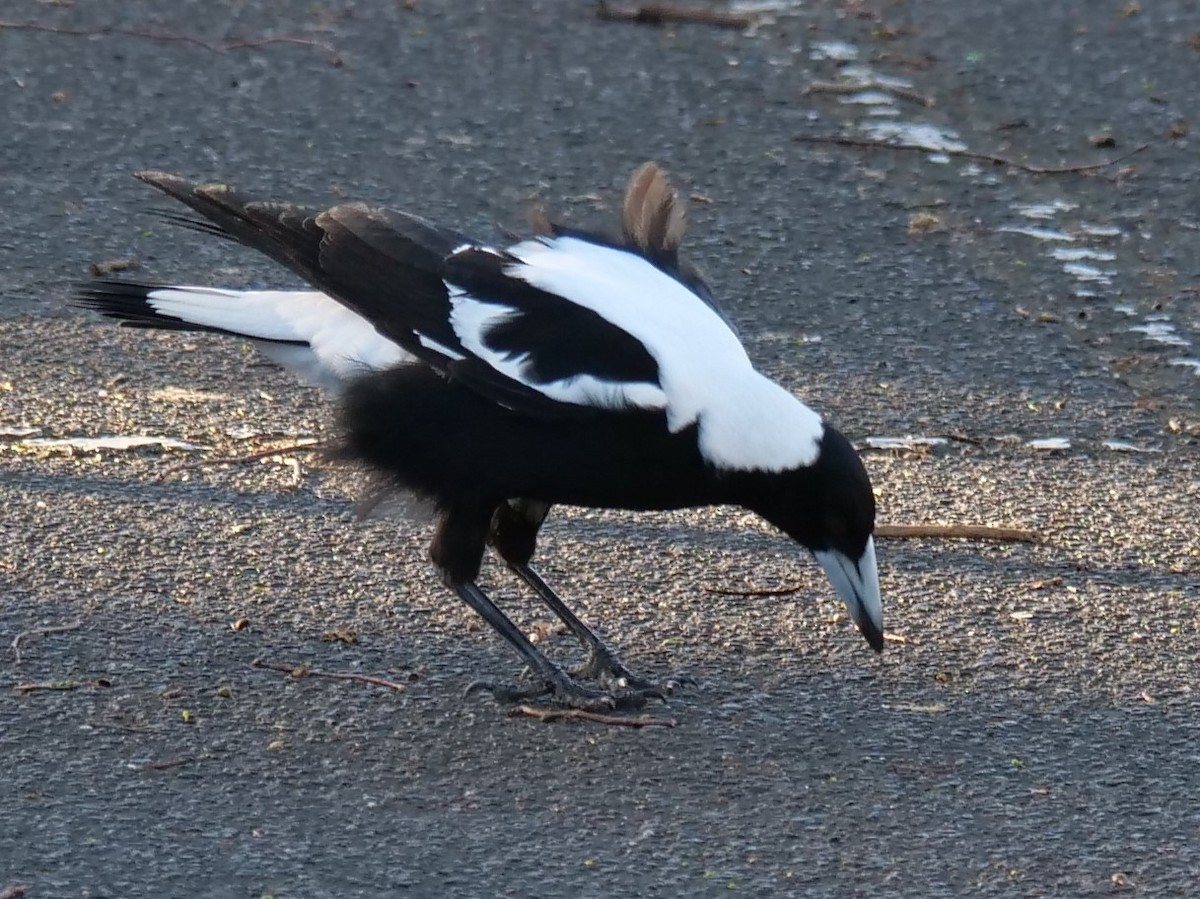 Australian Magpie (White-backed) - Carl Handreck