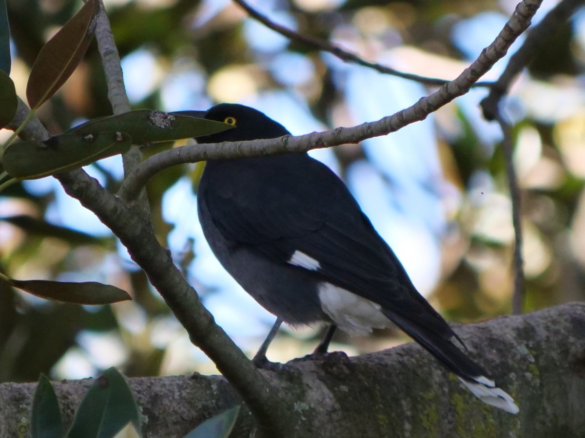 Pied Currawong - ML585757911