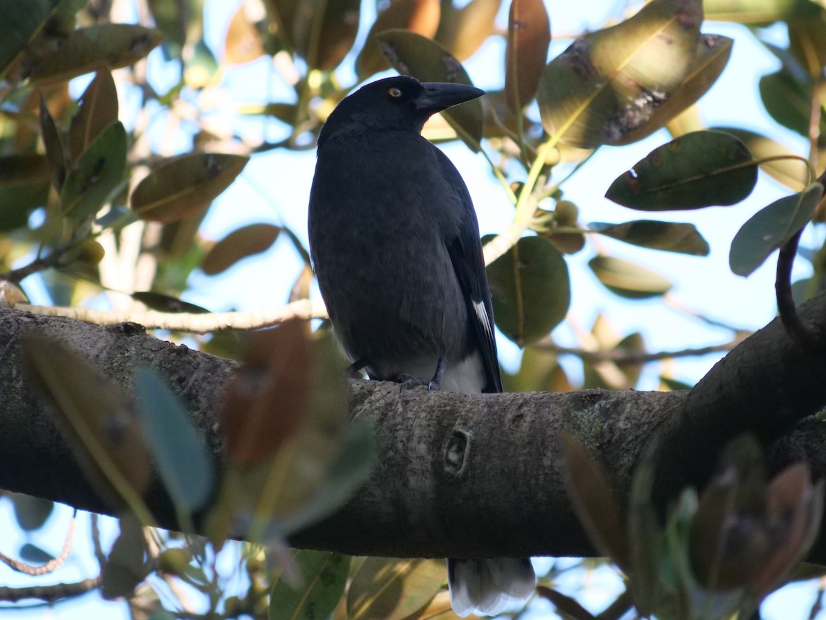 Pied Currawong - ML585757921