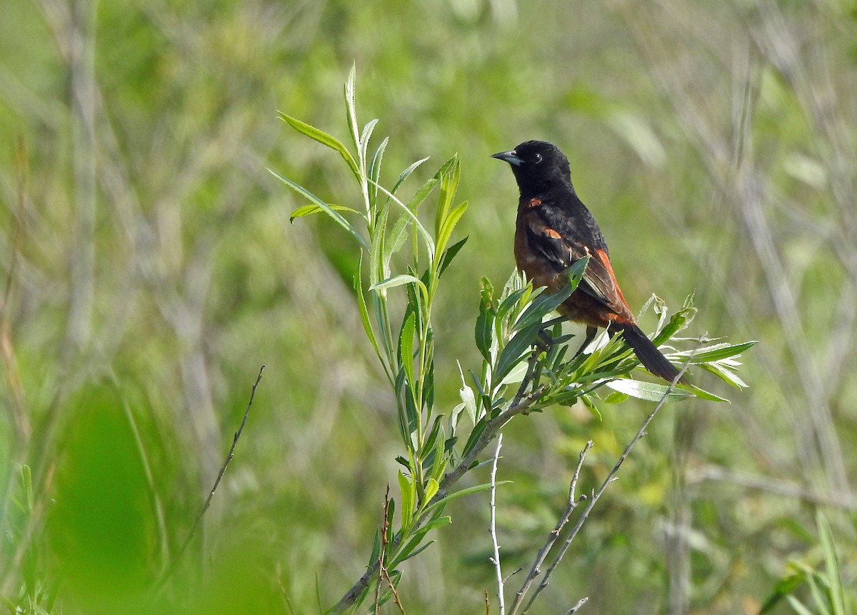 Orchard Oriole - ML585761311