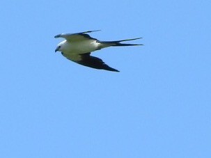 Swallow-tailed Kite - Cate Igo