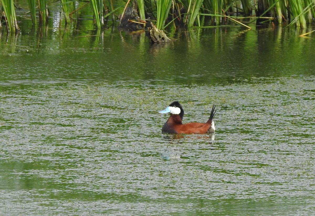 Ruddy Duck - ML585767421