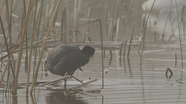 Red-gartered Coot - ML585767431