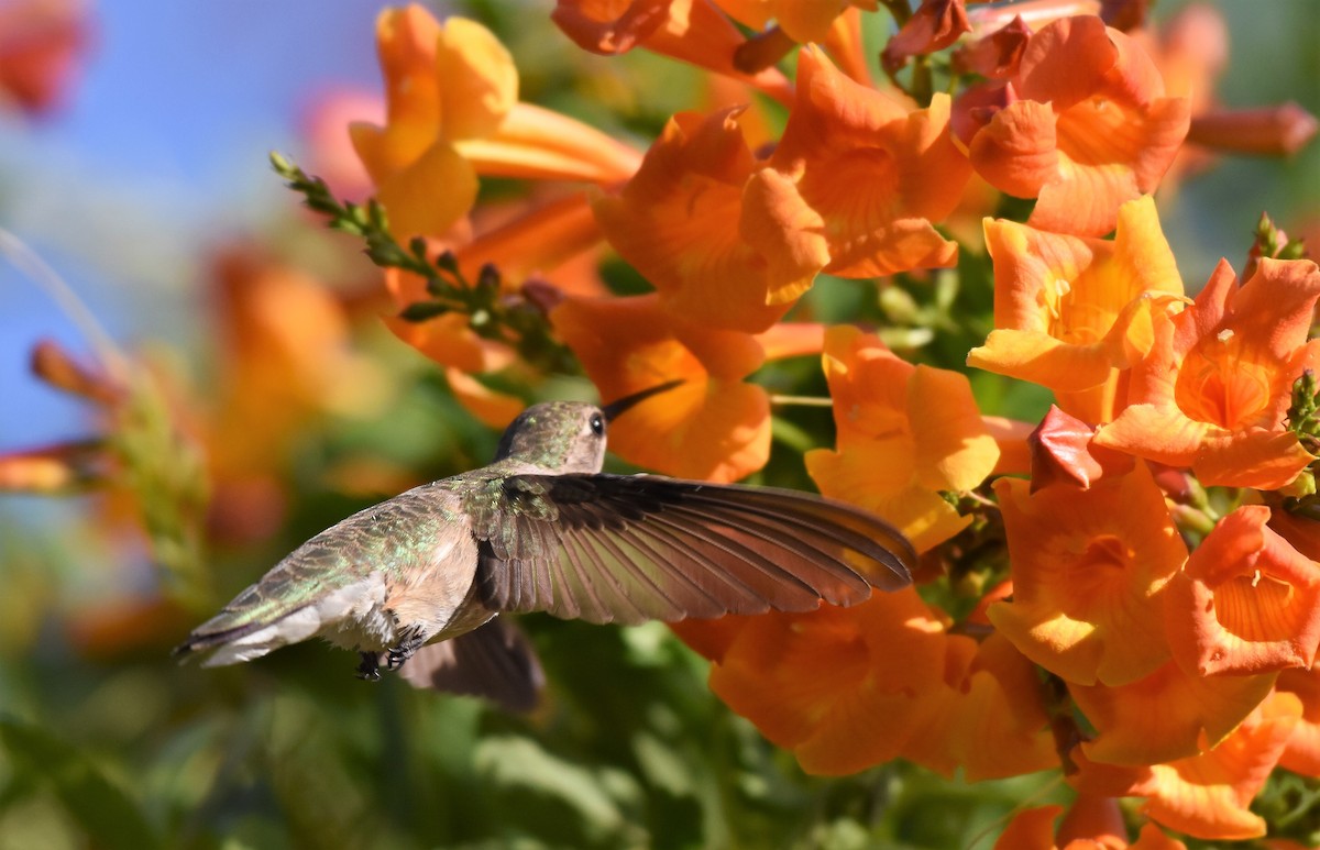 Black-chinned Hummingbird - Chris Rohrer