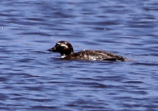Long-tailed Duck - ML585767561
