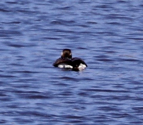 Long-tailed Duck - ML585767571