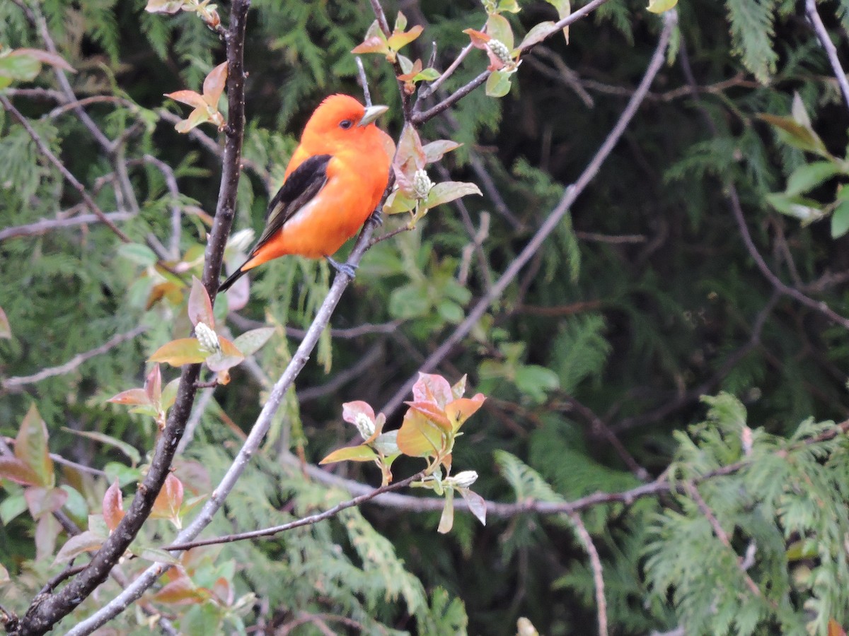 Scarlet Tanager - ML58576851