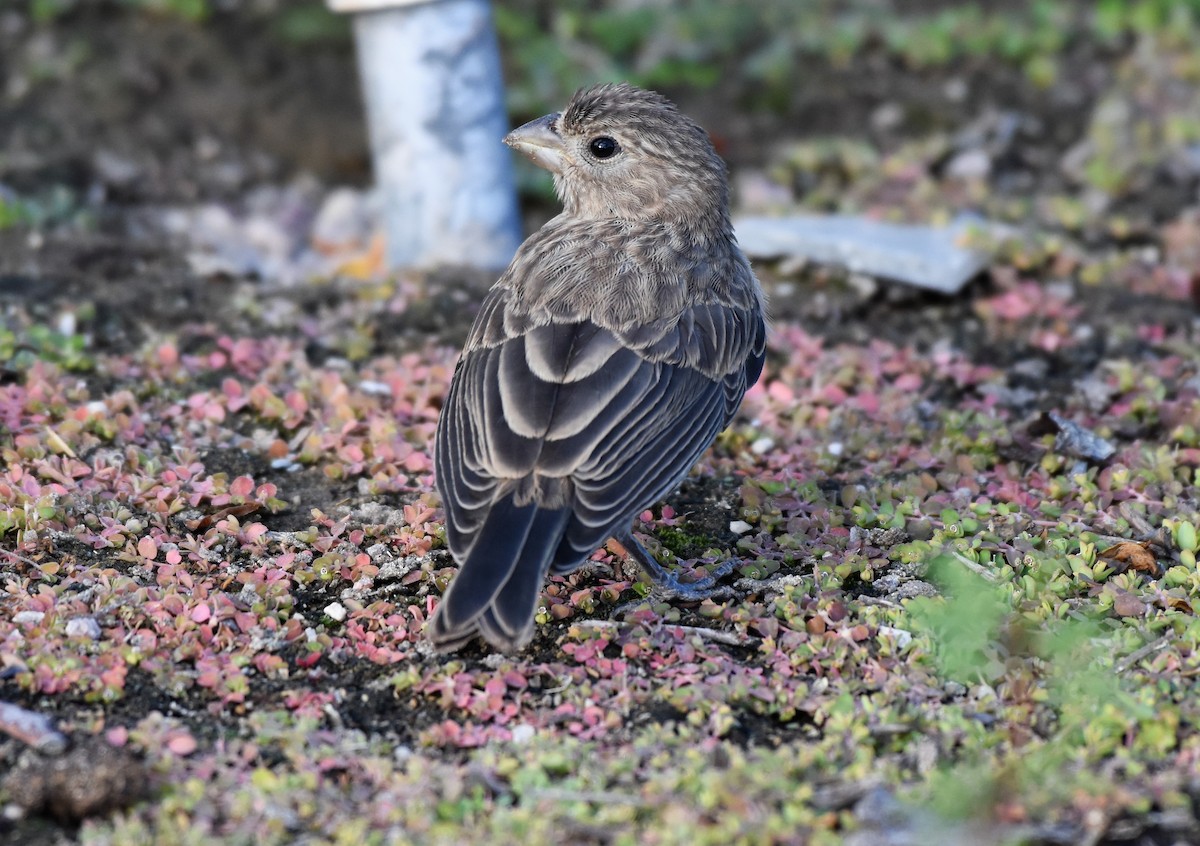 House Finch (Common) - ML58576931