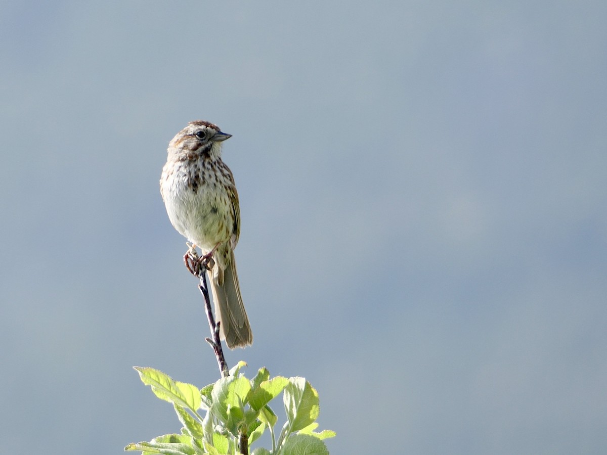 Passerellidae sp. (sparrow sp.) - ML585769681