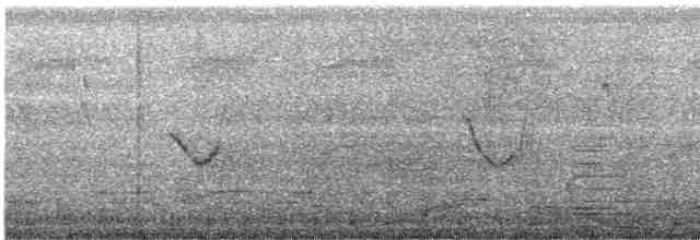 Белокрылая ласточка - ML585771491