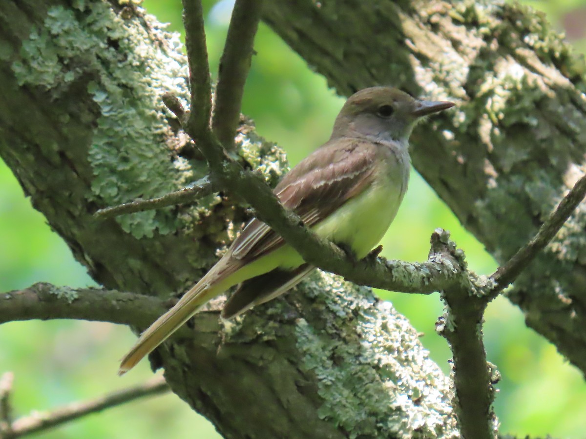 Great Crested Flycatcher - ML585773991