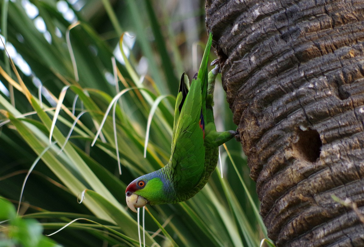 Lilac-crowned Parrot - ML58578031