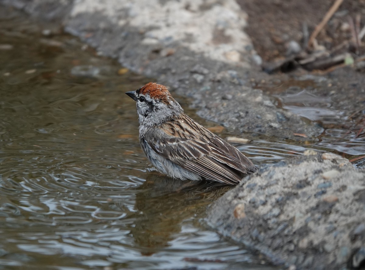 Chipping Sparrow - ML585782551