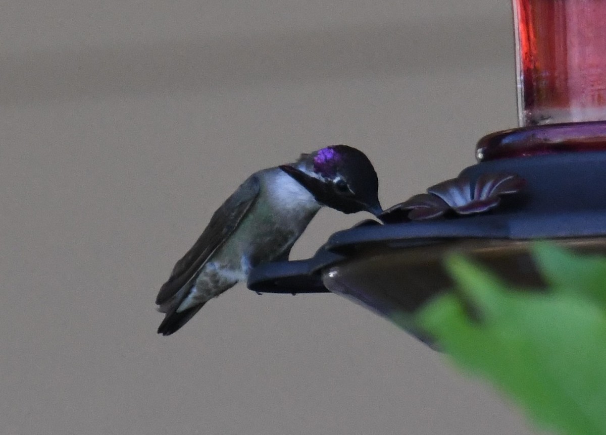 Costa's Hummingbird - ML585785361