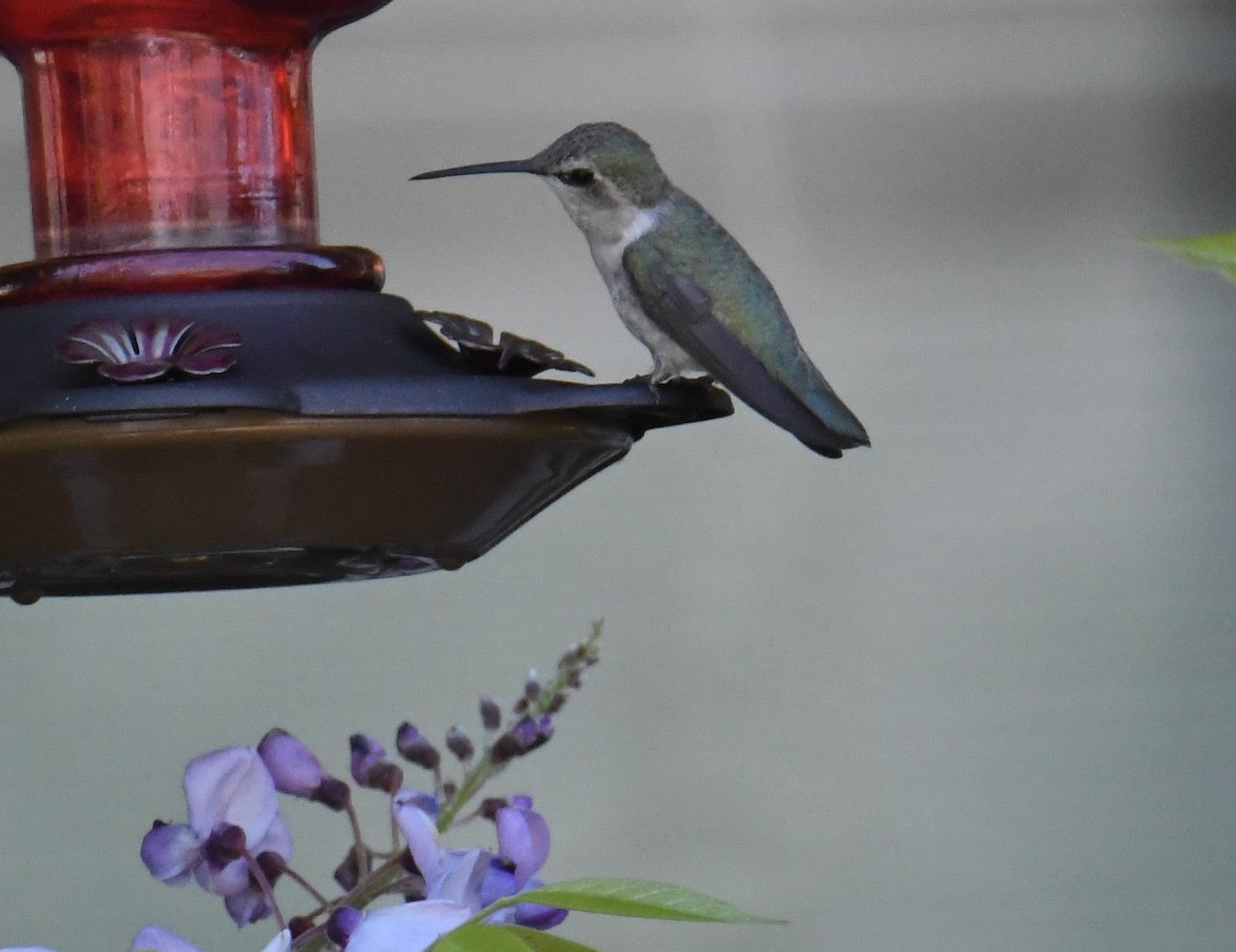 Costa's Hummingbird - ML585785381