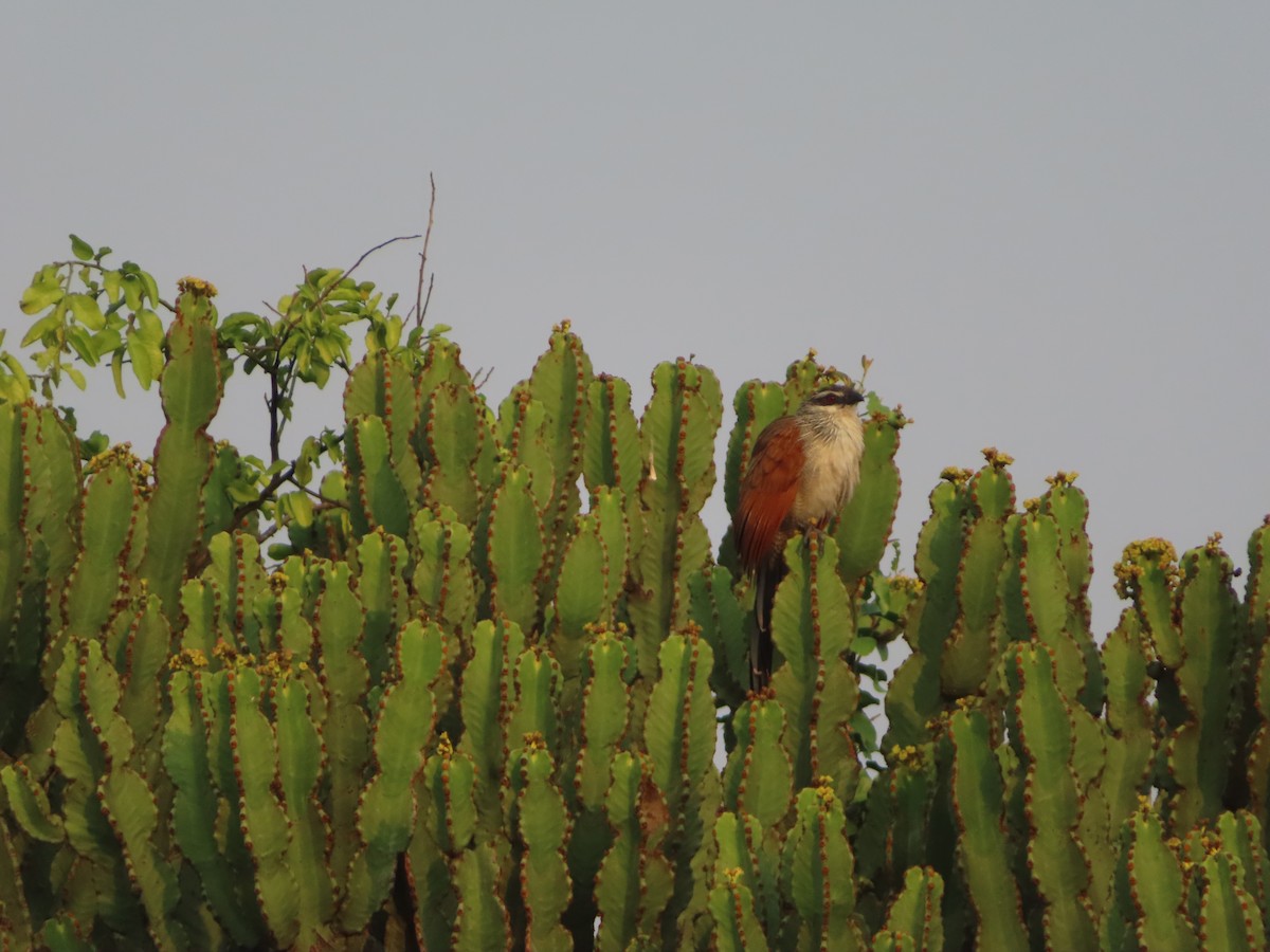 White-browed Coucal - ML585787561