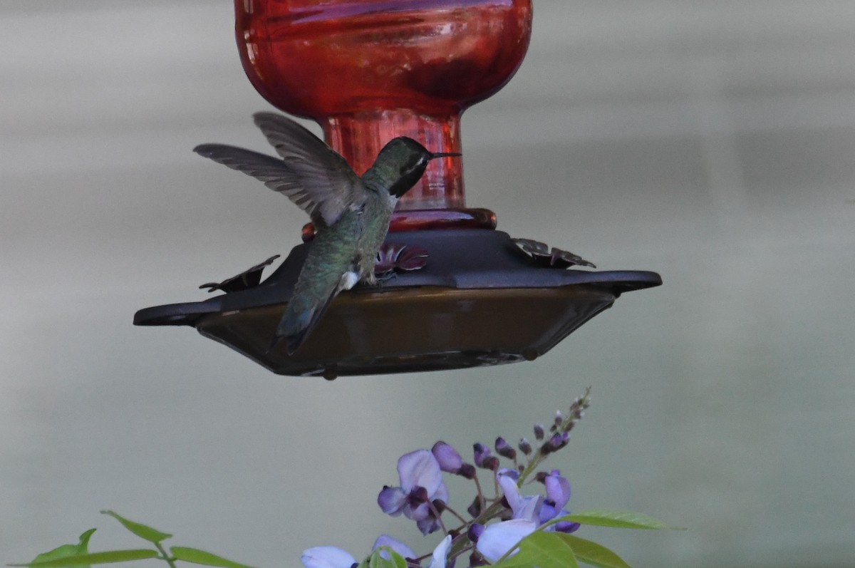 Anna's Hummingbird - ML585787911