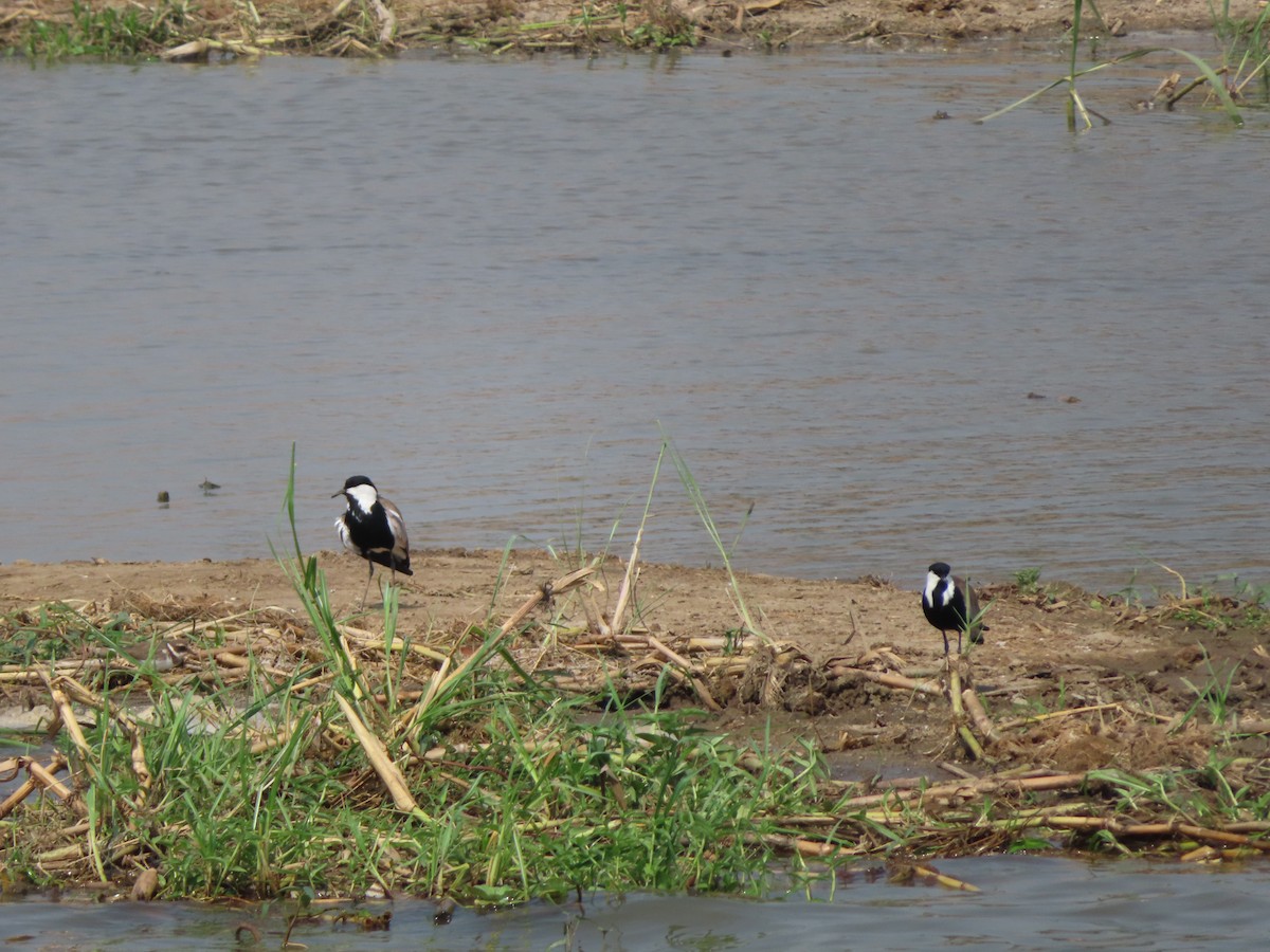 Spur-winged Lapwing - ML585788561