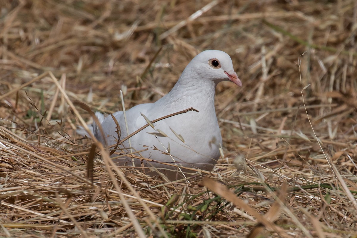 Rock Pigeon (Feral Pigeon) - Carolyn Belknap