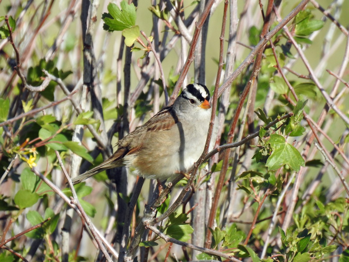 White-crowned Sparrow - ML58579271