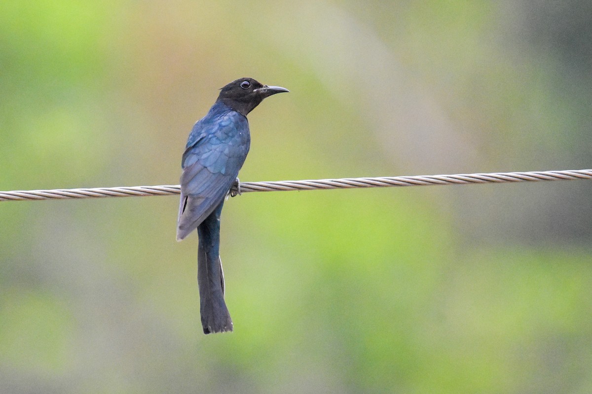 Square-tailed Drongo-Cuckoo - ML585793451