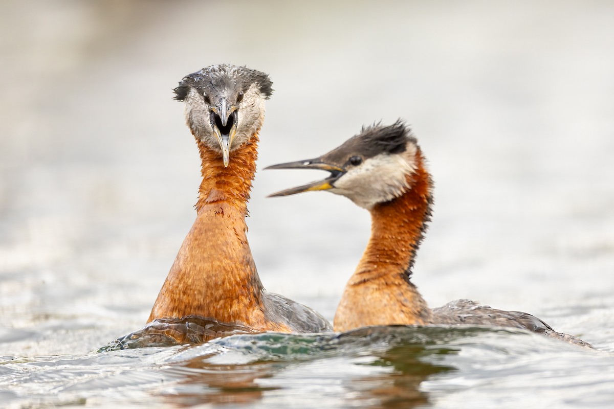 Red-necked Grebe - ML585793881