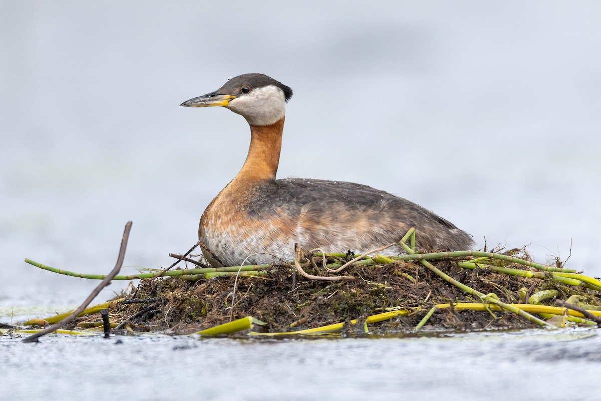 Red-necked Grebe - ML585794191