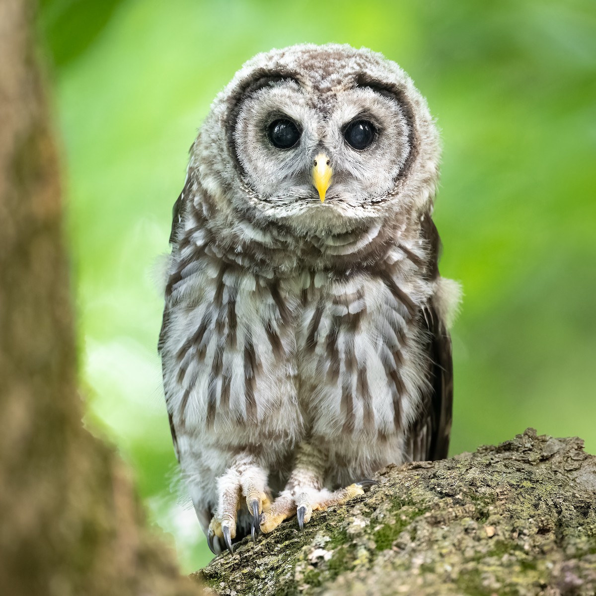 Barred Owl - ML585795961