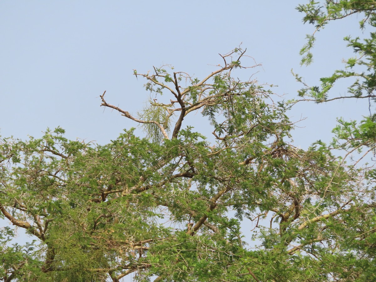 White-throated Bee-eater - ML585796361