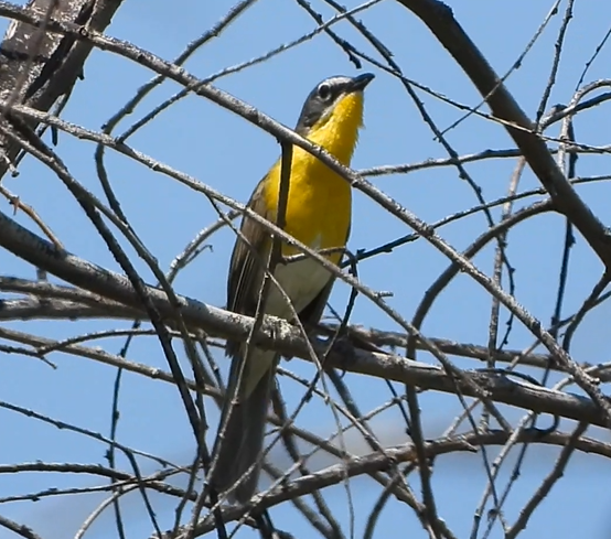 Yellow-breasted Chat - ML585799511
