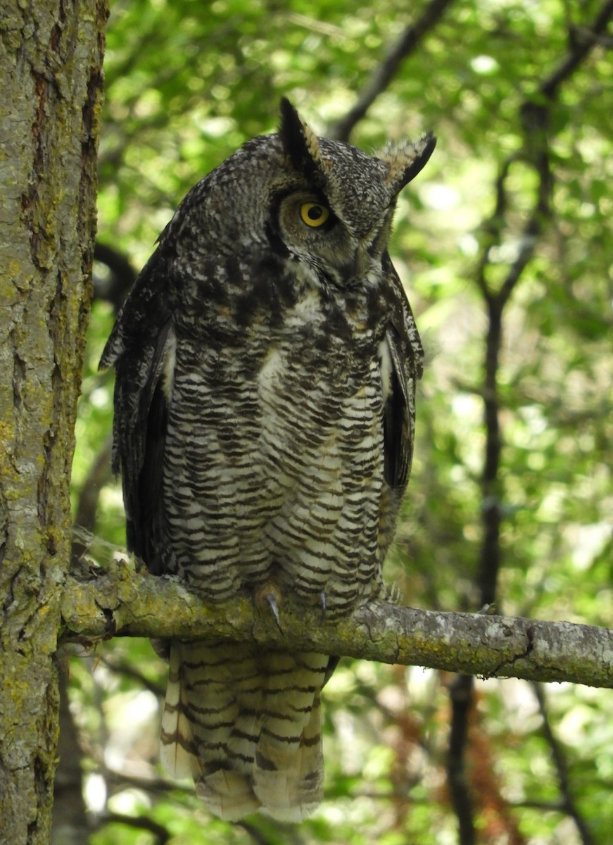 Great Horned Owl - ML585799911