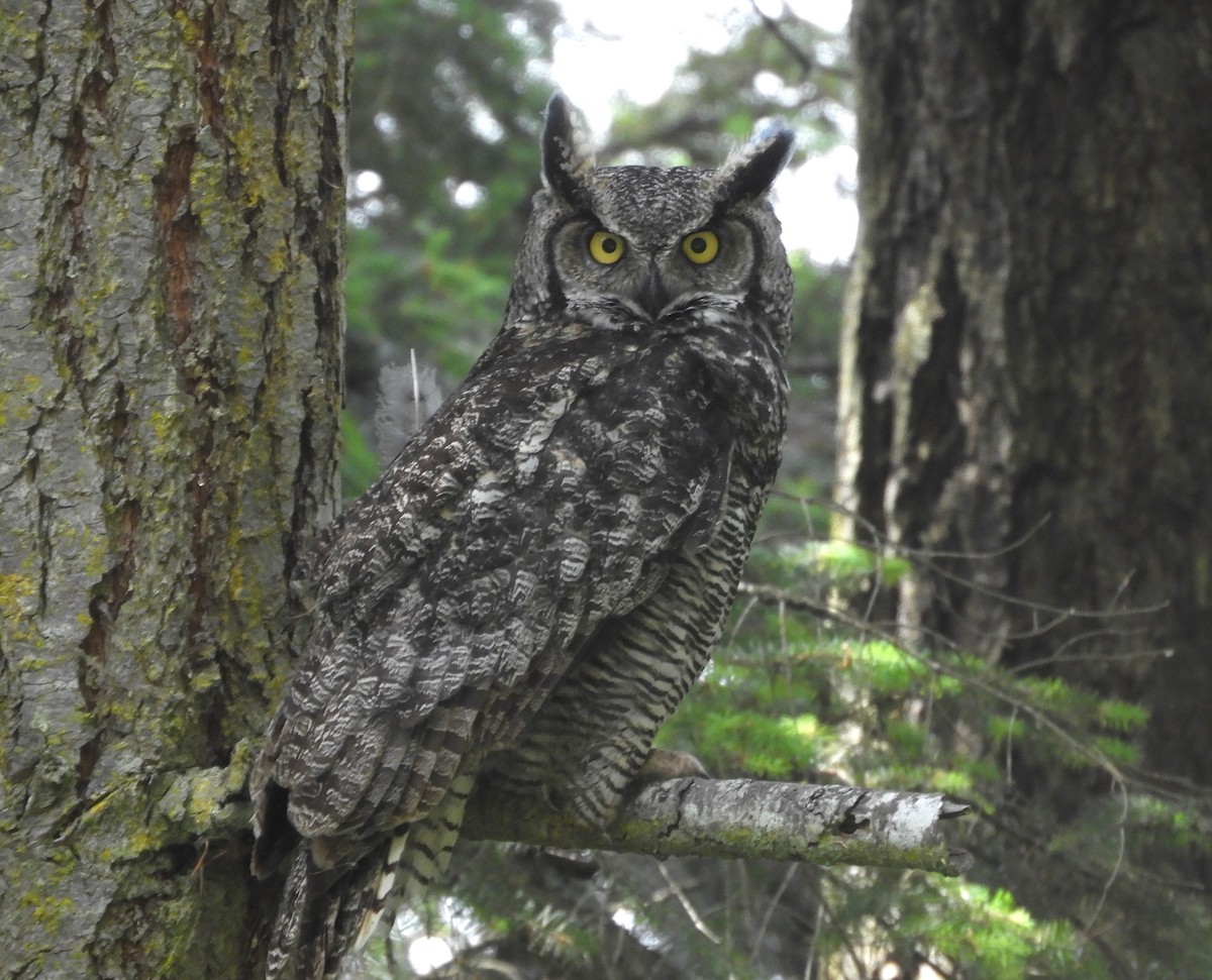 Great Horned Owl - ML585799921