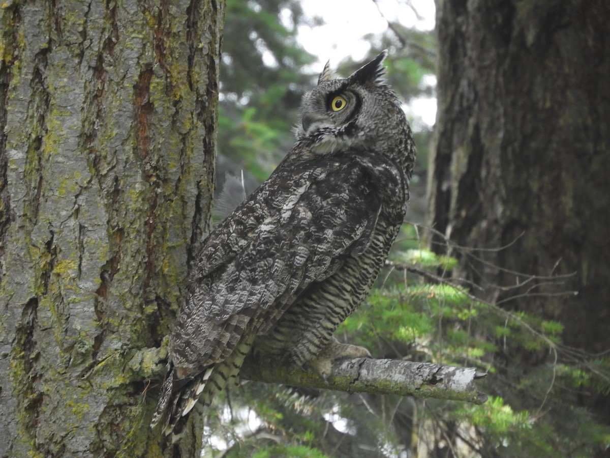 Great Horned Owl - ML585799941