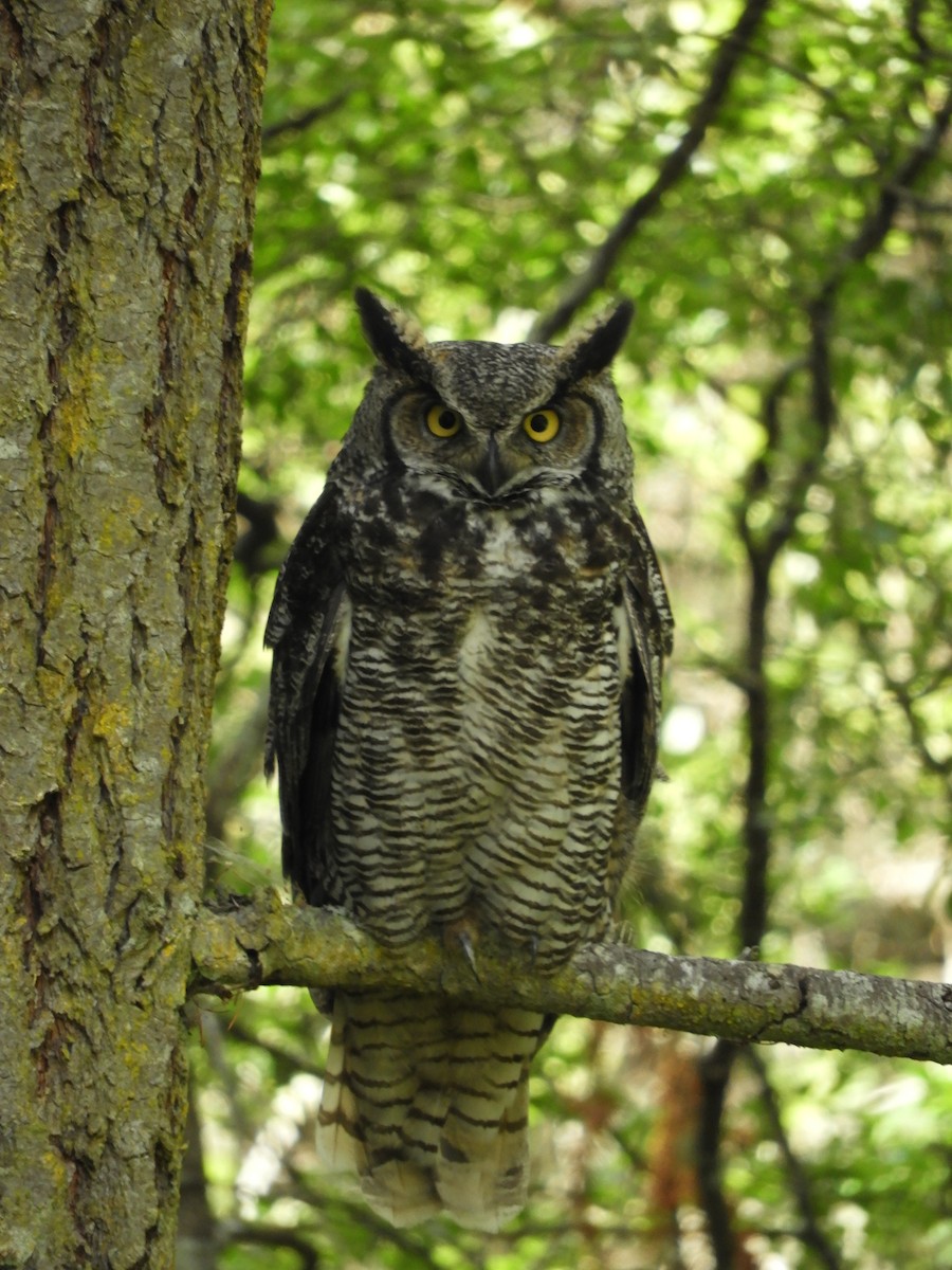 Great Horned Owl - ML585799951