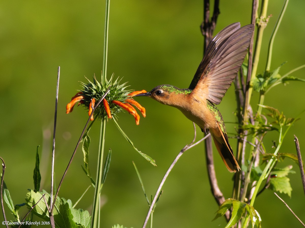 kolibřík pestroocasý - ML585802001