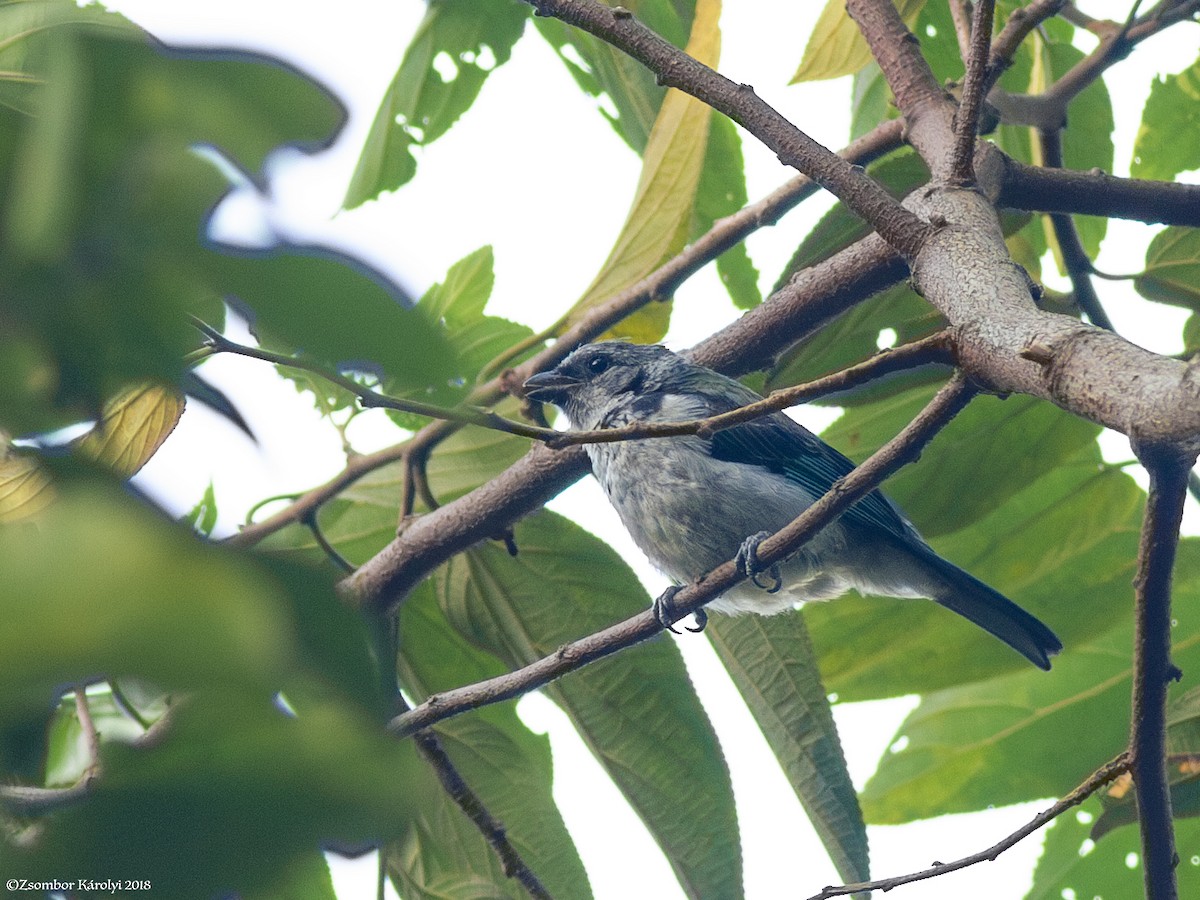 Azure-rumped Tanager - ML585802851