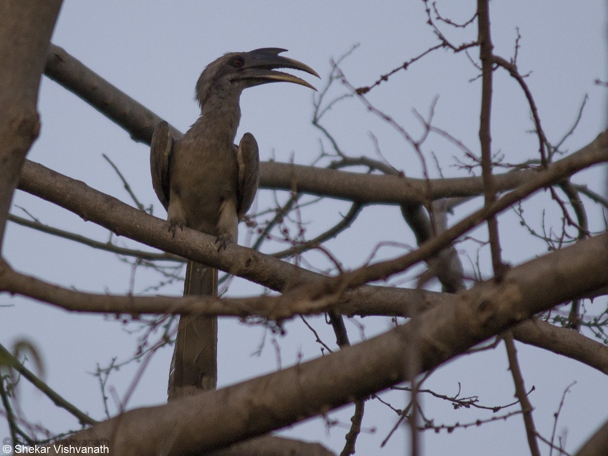 Indian Gray Hornbill - Shekar Vishvanath
