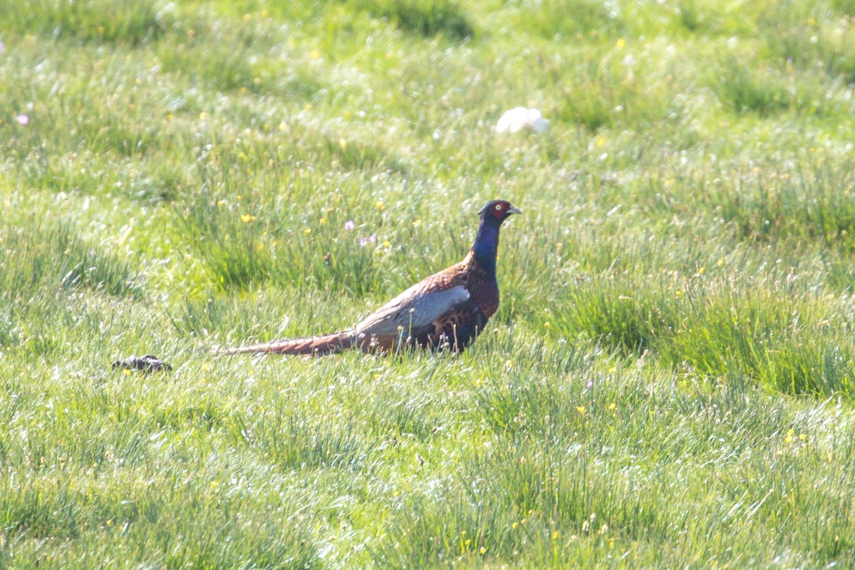 Ring-necked Pheasant - ML585808081