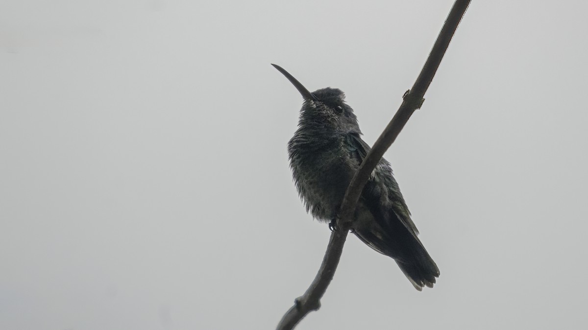 Steely-vented Hummingbird - Markus Craig
