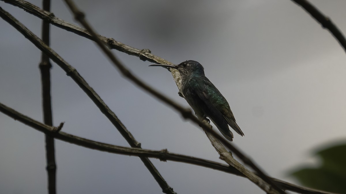Steely-vented Hummingbird - ML585813971