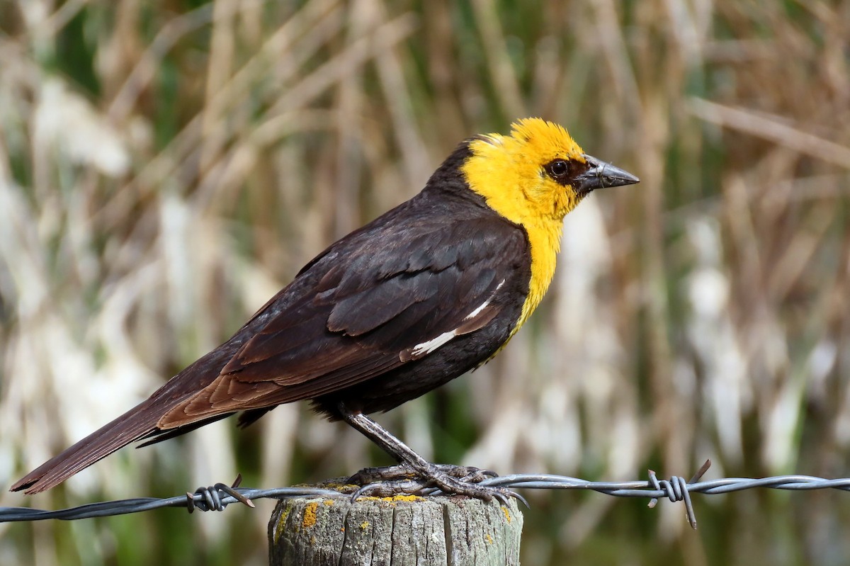 Yellow-headed Blackbird - ML585815481