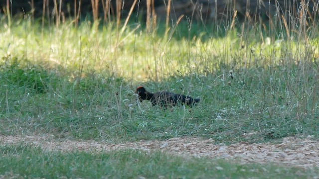 Black Woodpecker - ML585816201