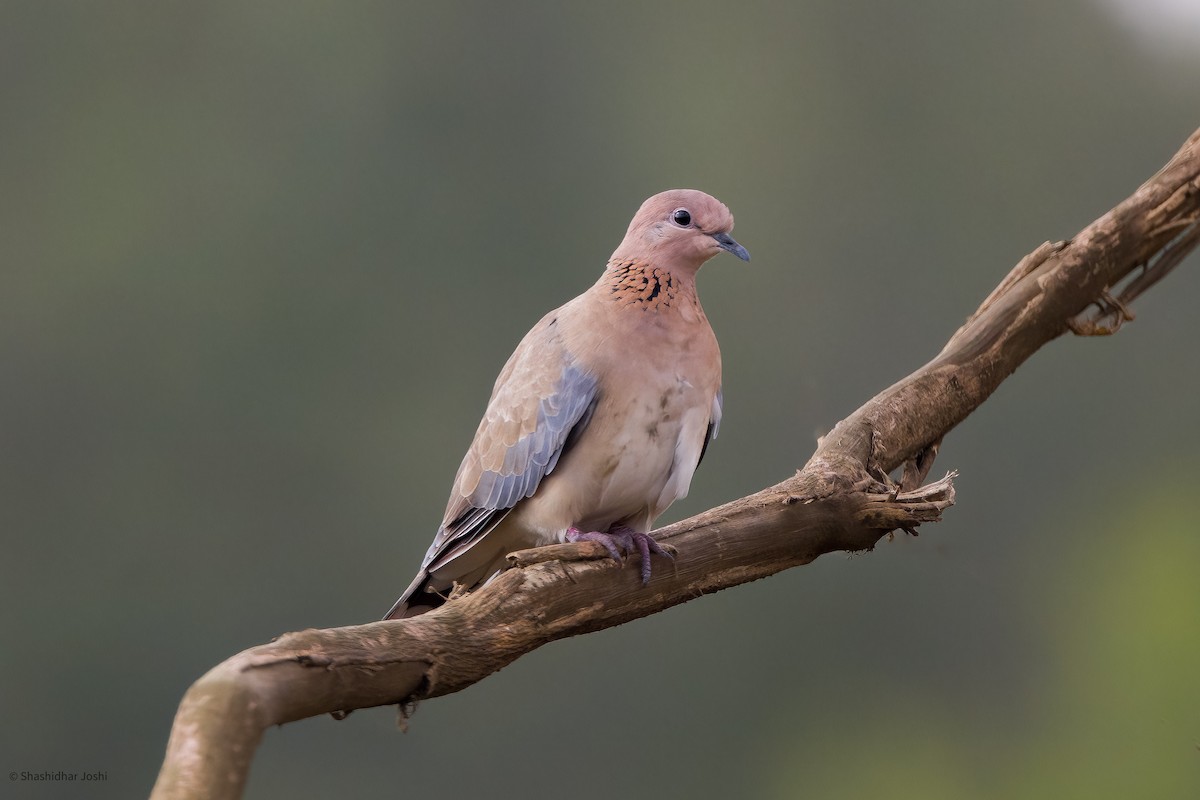 Laughing Dove - ML585821091
