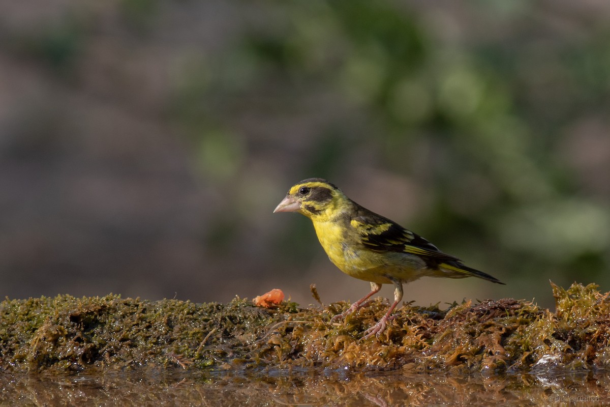 Yellow-breasted Greenfinch - ML585822311