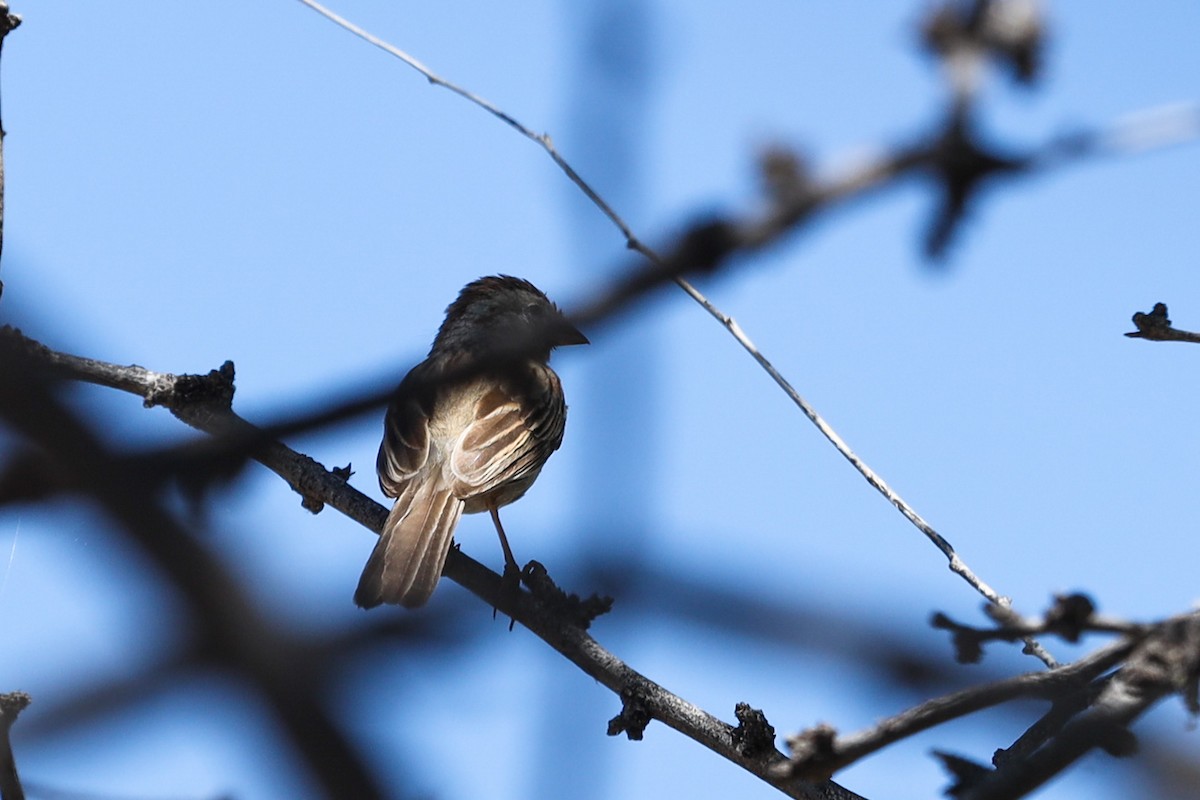 Rufous-winged Sparrow - ML585825251