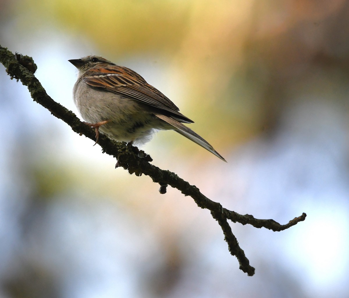 Chipping Sparrow - David True