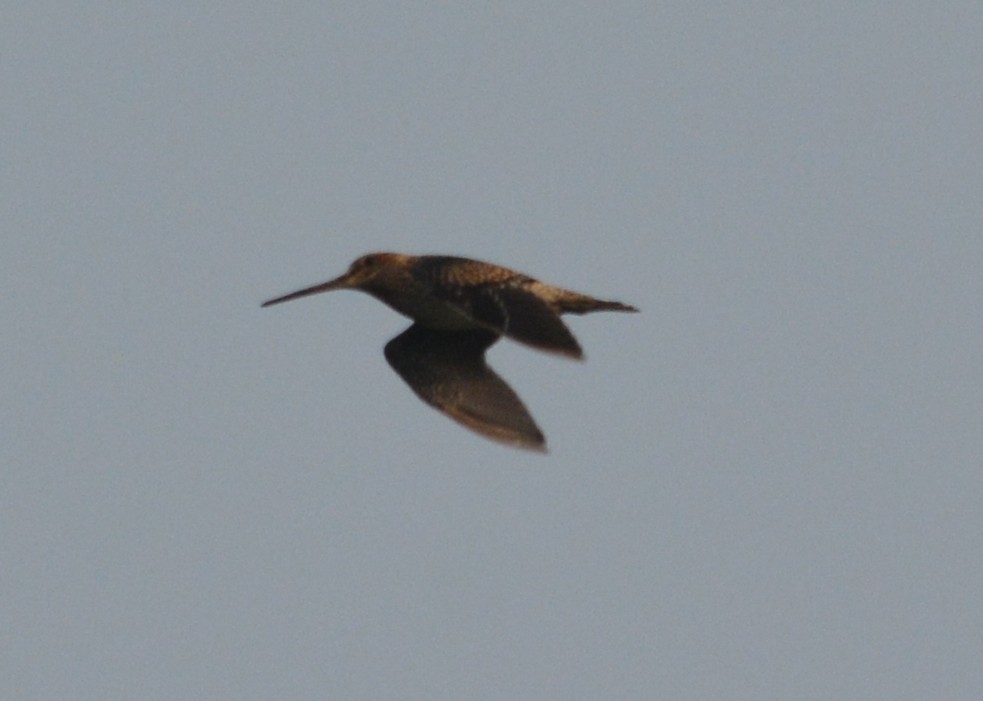 Pin-tailed Snipe - Raju Kasambe