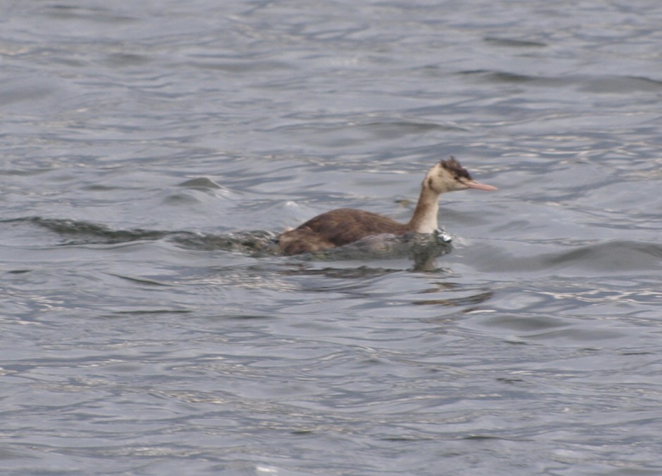 Great Crested Grebe - Patrick Wyllie