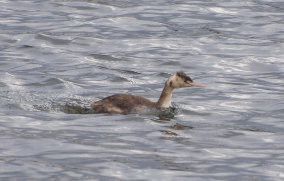 Great Crested Grebe - ML58583461