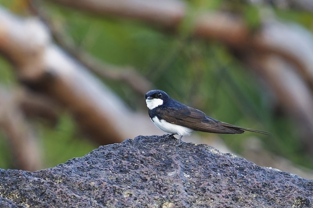 Black-collared Swallow - ML585835351